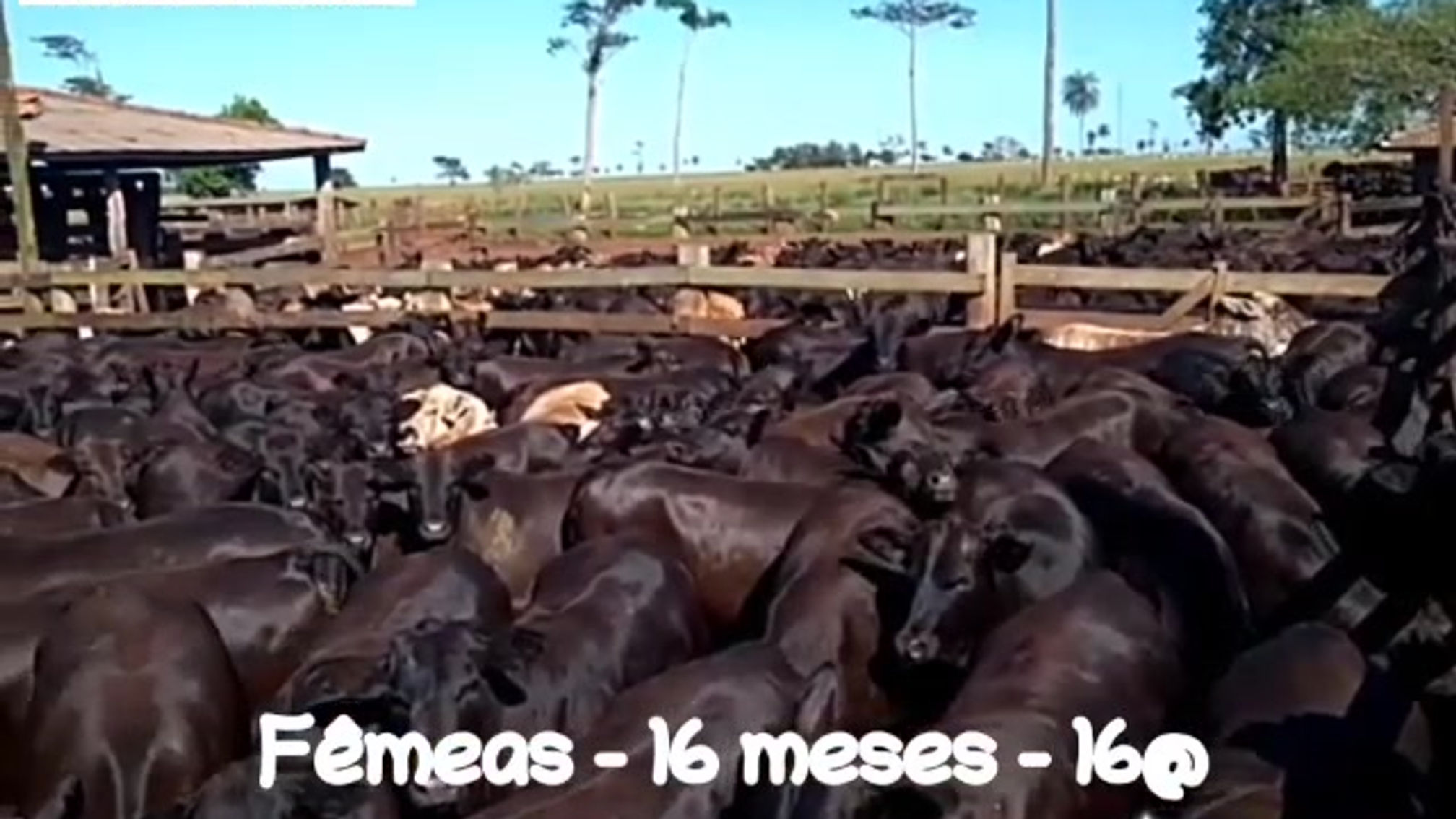 Filhas do Original - Fazenda Santa Barbara e Rancho Seco